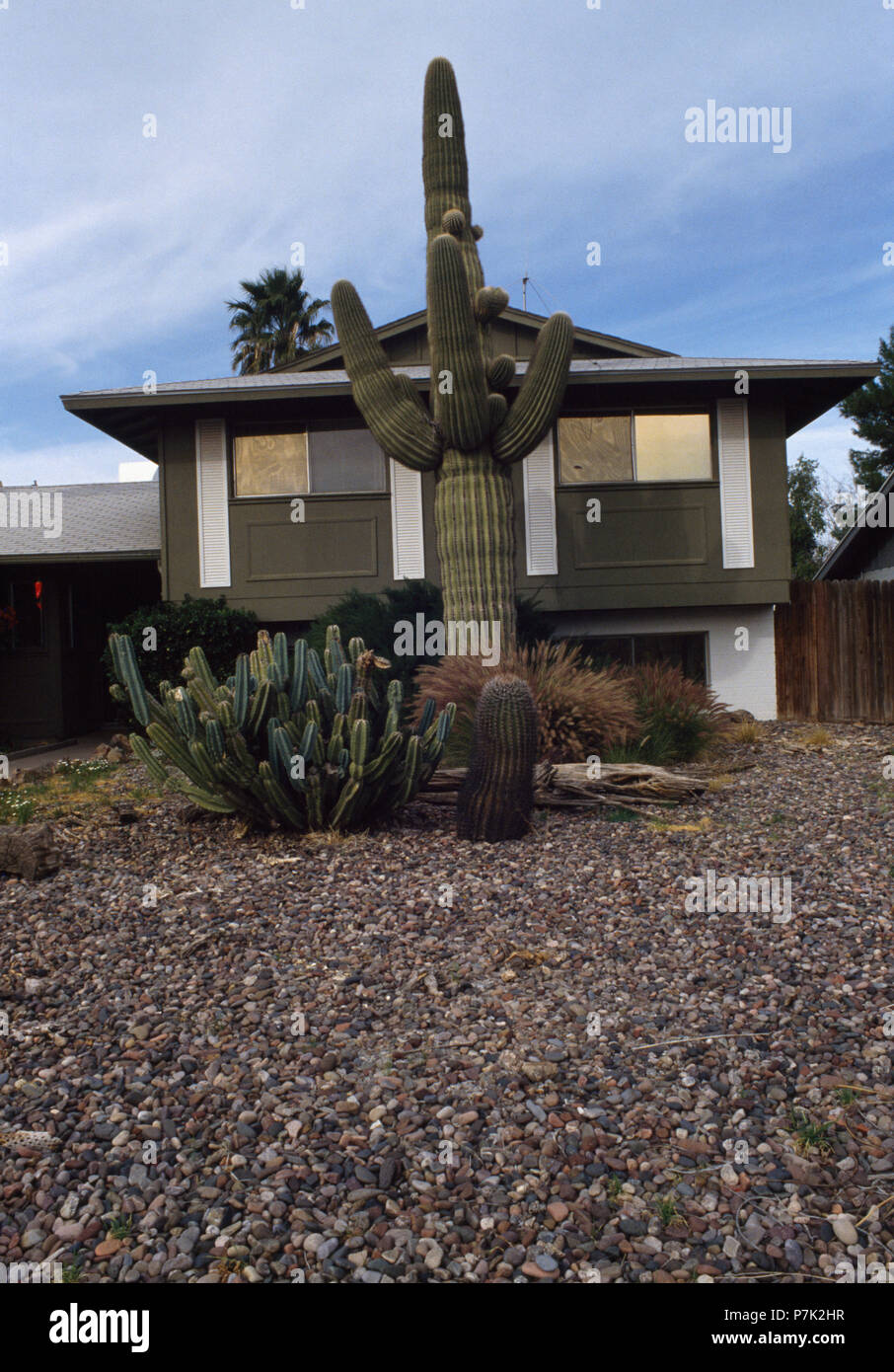 Groe Kaktus vor der modernen amerikanischen Haus Stockfotografie - Alamy
