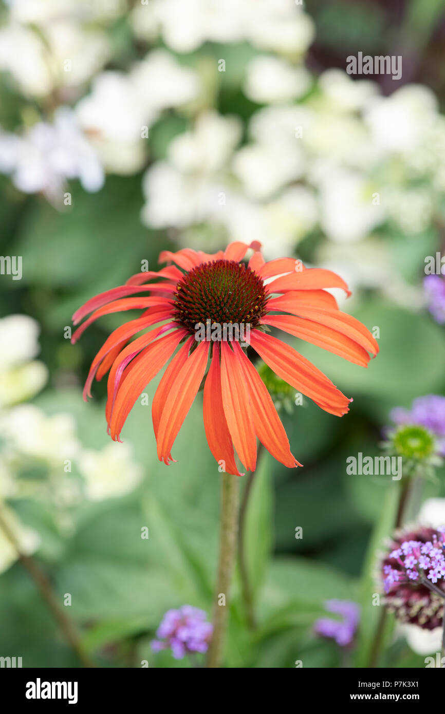 Echinacea Purpurea 'Tomato Soup' Sonnenhut Stockfoto