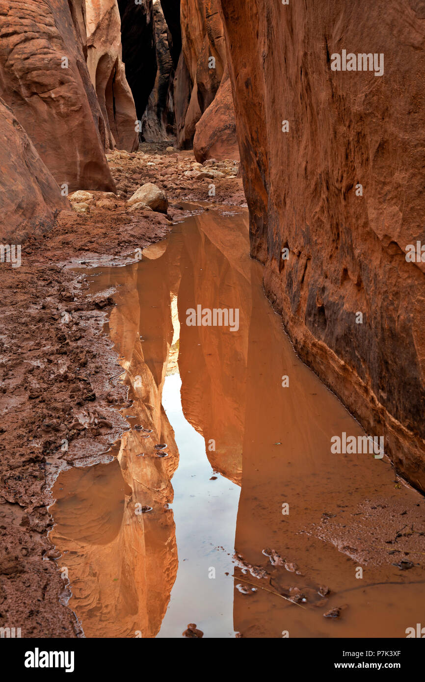 UTAH - Reflexion der aufragenden Wänden in einer Pfütze auf dem Boden der Buckskin Gulch, ein Slot Canyon in der Paria Canyon - Vermilion Cliffs Wilderness. Stockfoto