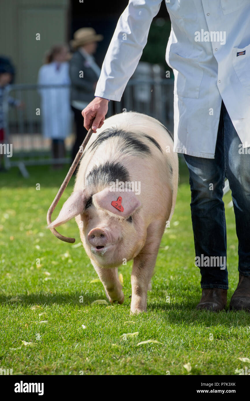 Sus scrofa domesticus. Gloucester alter Platz, der auf einer Landwirtschaftsausstellung gezeigt wird. VEREINIGTES KÖNIGREICH Stockfoto