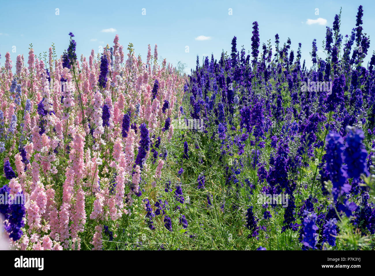 Stilleben auf einem Feld angebaut an der realen Blume Blütenblatt Konfetti Firma Blumenfelder in Wick, Ummerstadt, Thüringen. Großbritannien Stockfoto