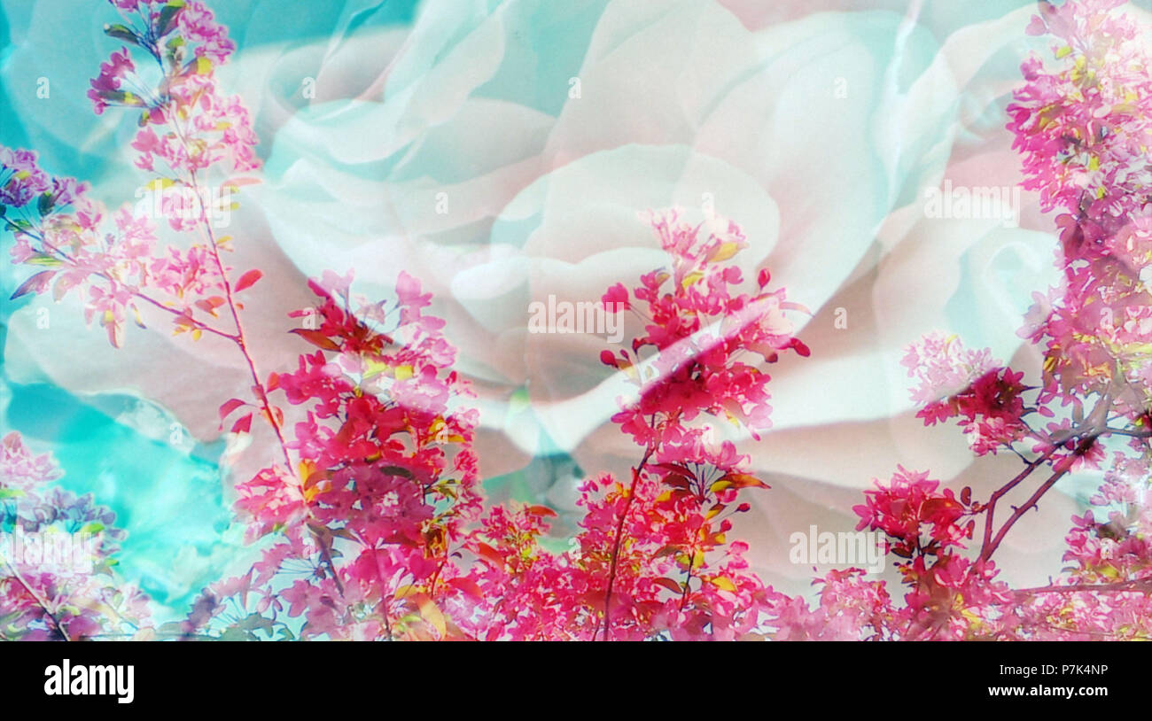 Fotomontage, Blumen, Büsche, überlagert, Stockfoto
