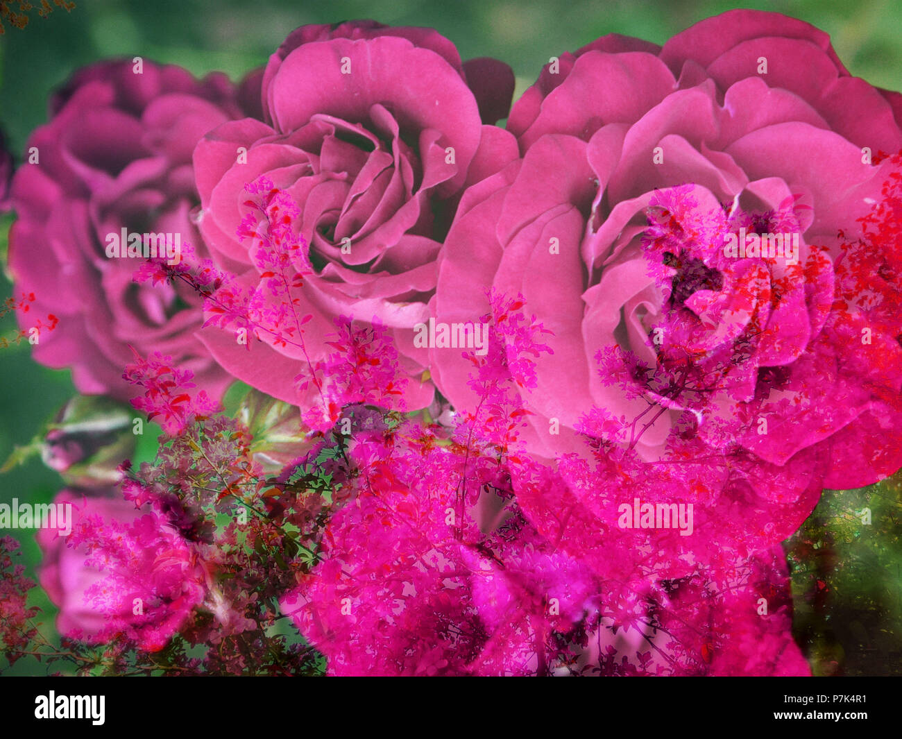 Fotomontage, Blumen, Bäumen, Rosa, detail, Stockfoto