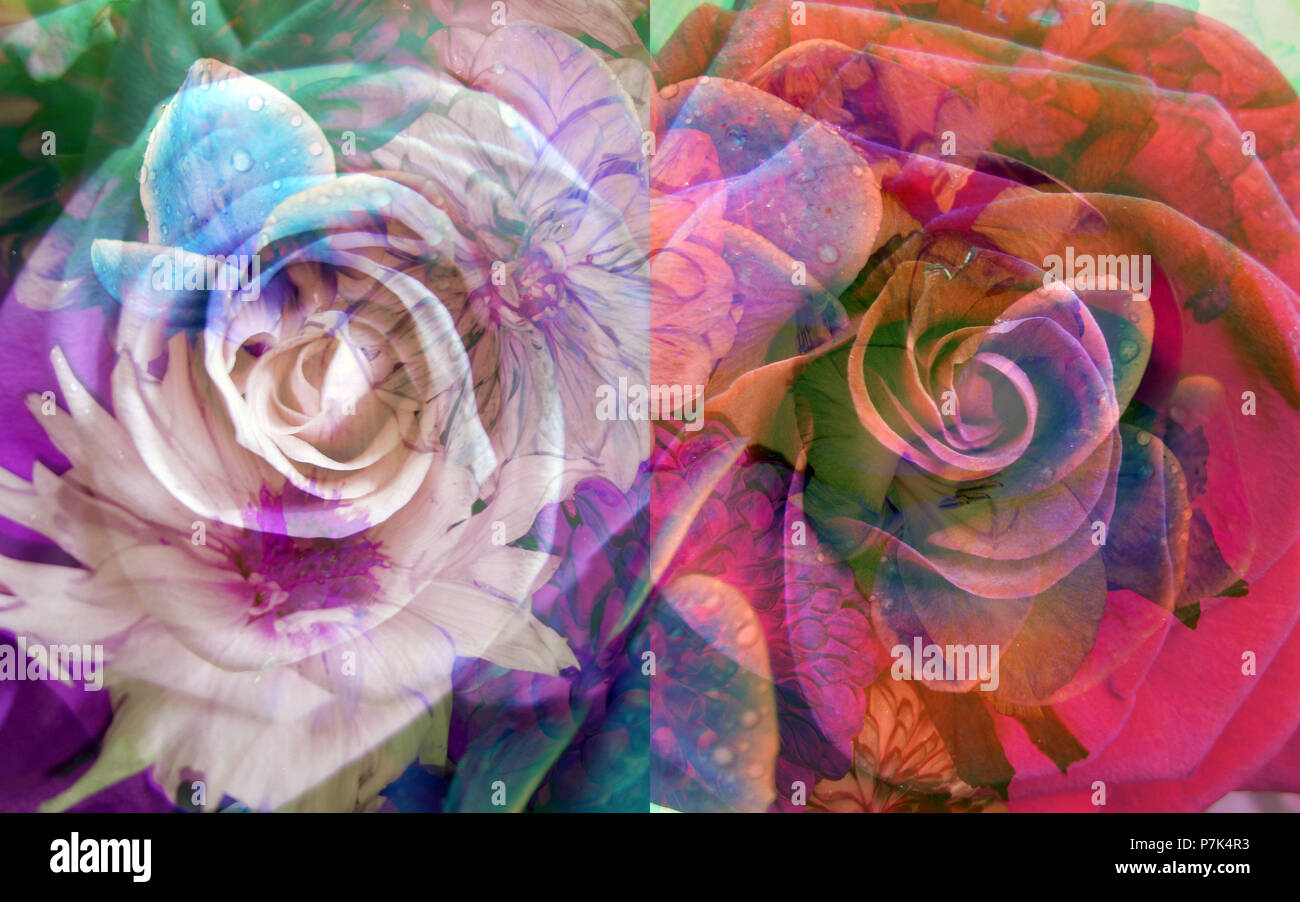 Fotomontage, Blumen, detail, Stockfoto
