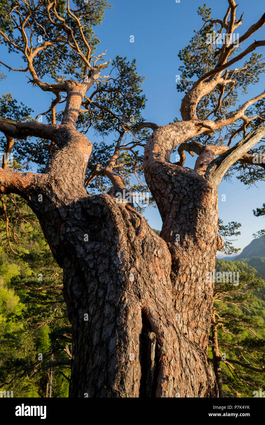 Knobby Trees Stockfotos & Knobby Trees Bilder - Alamy