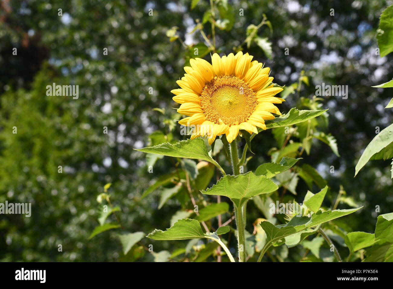 Sonnenblume Stockfoto