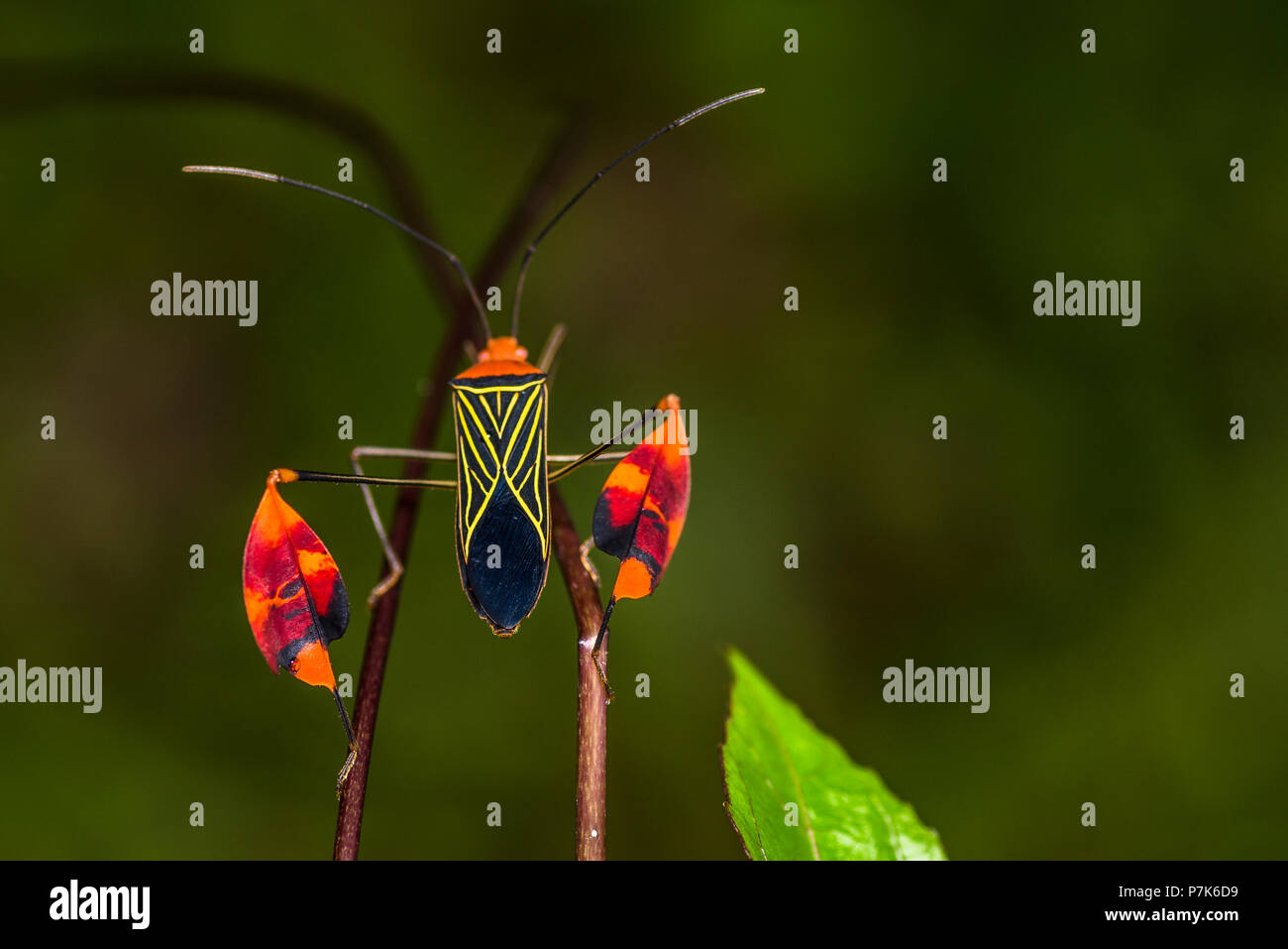 Seltene suche Mimikry Insekten im Nebelwald von Panama Stockfoto