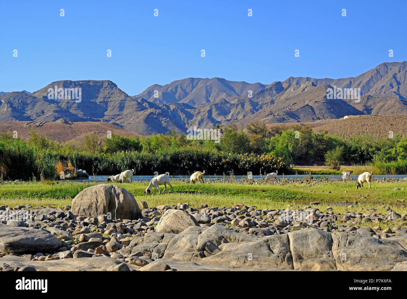 Steinige Flussbett des Orange River/Oranjerivier (Grenzfluss) im Richtersveld mit grasenden Herde von Ziegen, gegenüberliegende Seite Berge in Namibia, Namaqua, Südafrika Stockfoto