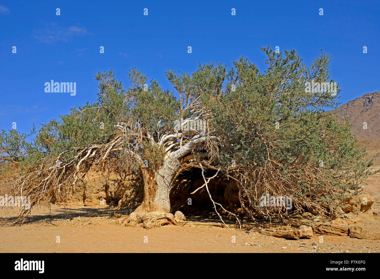 Alten, knorrigen Baum an der Felsenhöhle am sandigen Flussbett des Orange River/Oranjerivier (Grenzfluss) im Richtersveld, Namaqua, Südafrika Stockfoto