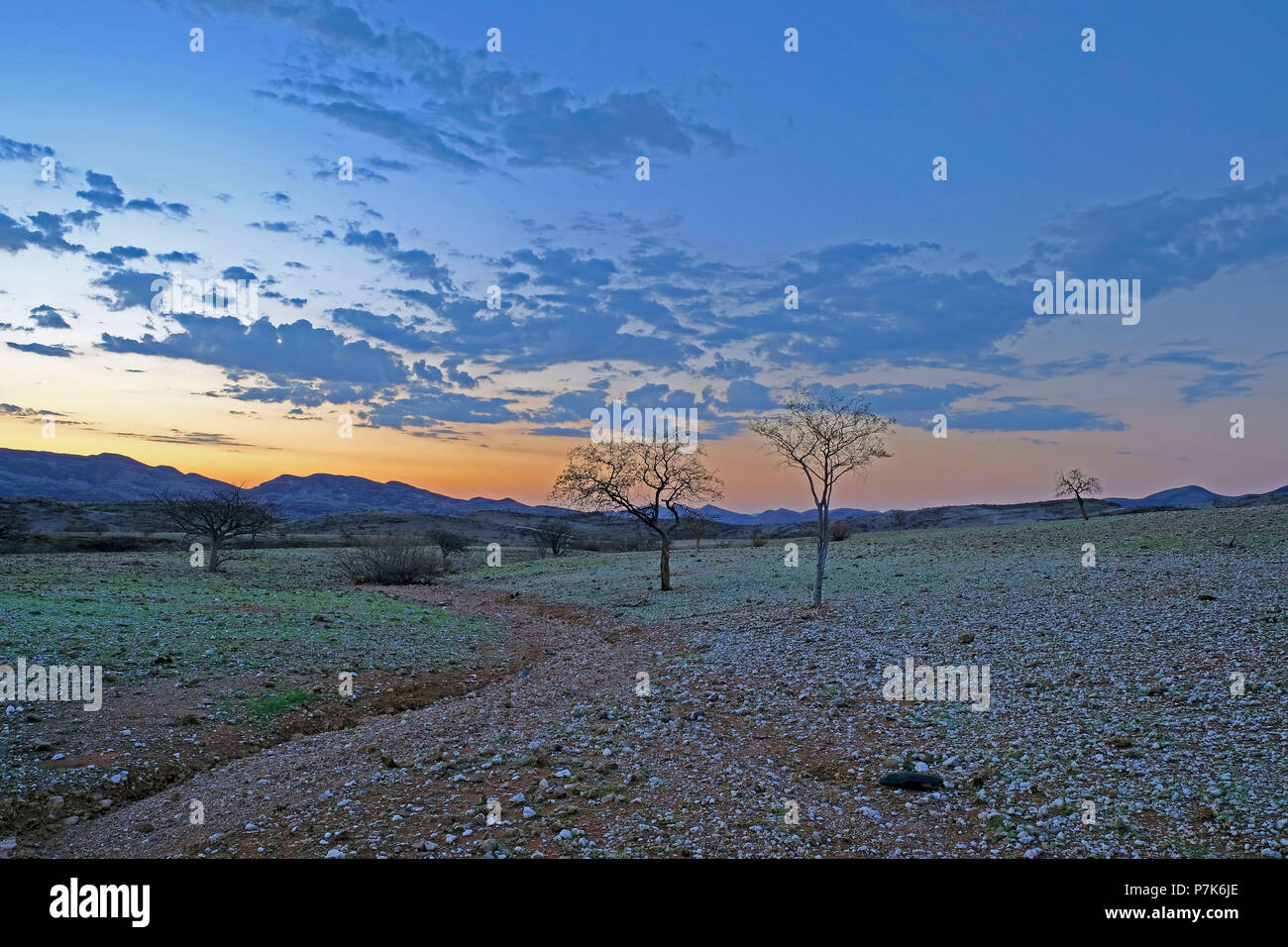 Trockene Bachbett im Klartext mit Marmor Zierkies und frisch, spärlichem Gras kurz nach Sonnenuntergang in Namibia Kaokoland Stockfoto