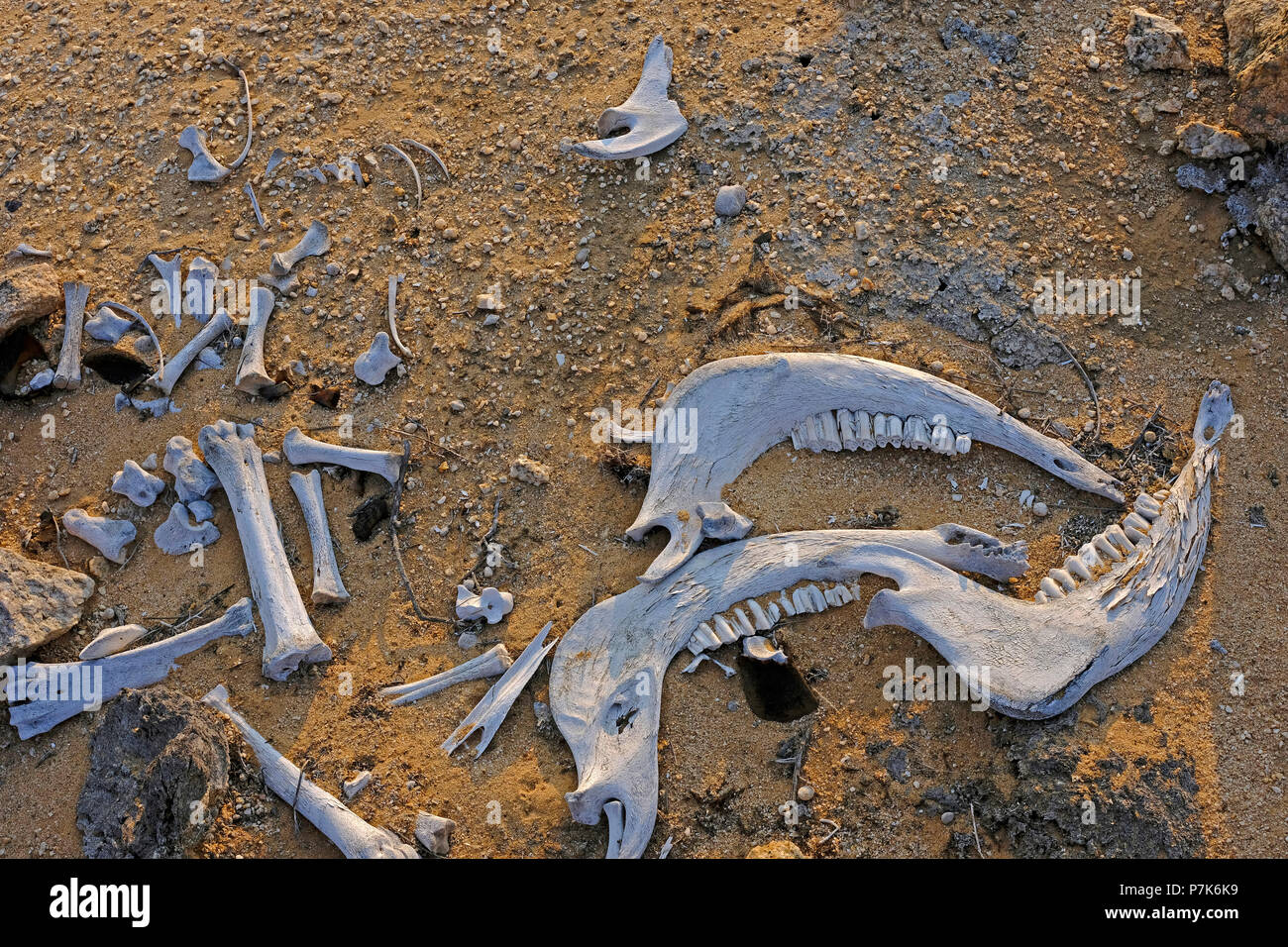 Gebleicht Skelettreste von Rindern mit Unterkiefer auf Marmor Körnung in der Wüste in Namibia, Dorob Nationalpark Stockfoto