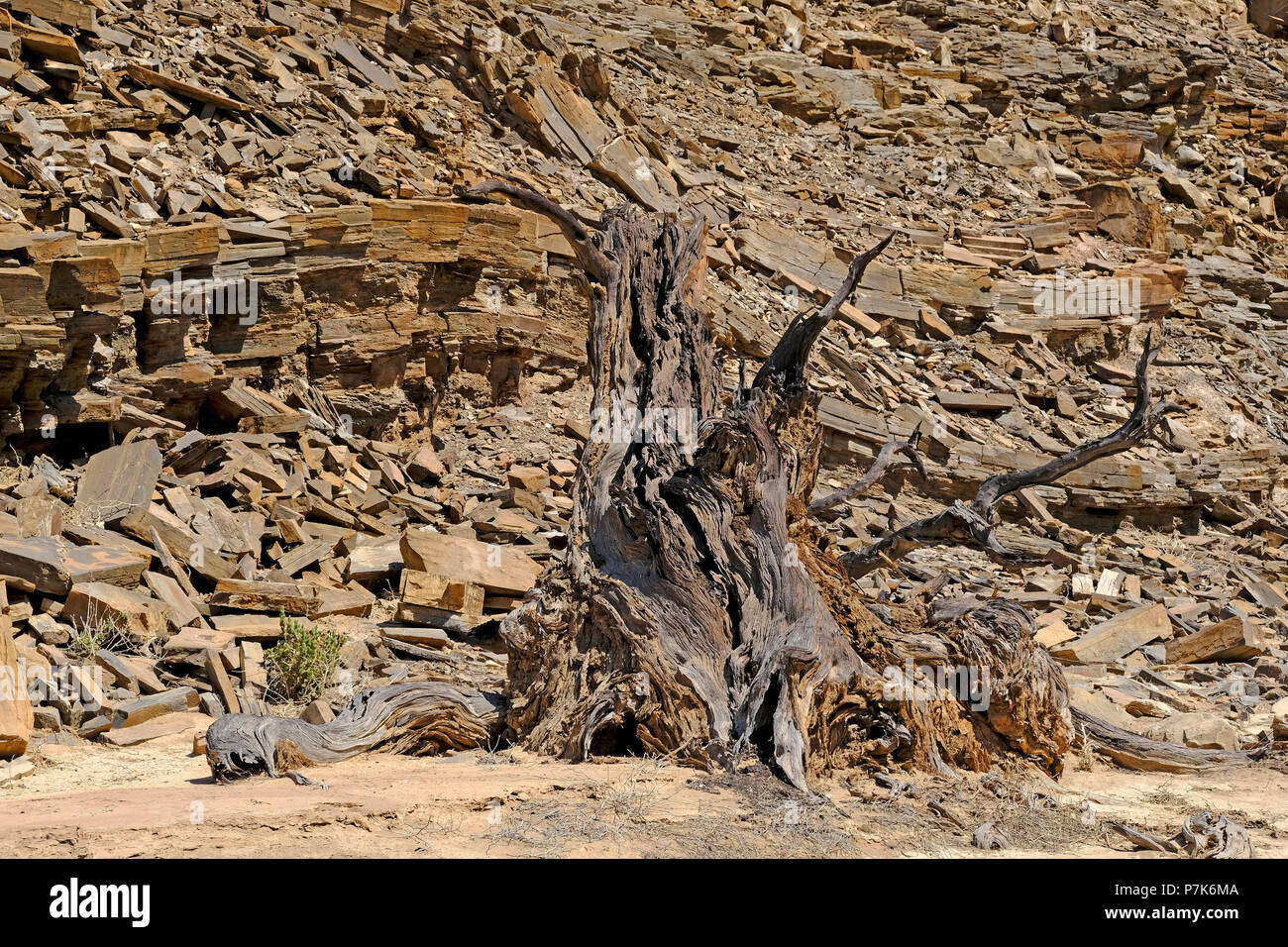 Detail einer schroffen Sandsteinfelsen mit toten Baumstumpf auf einer trockenen Fluss in Namibia Damaraland Stockfoto