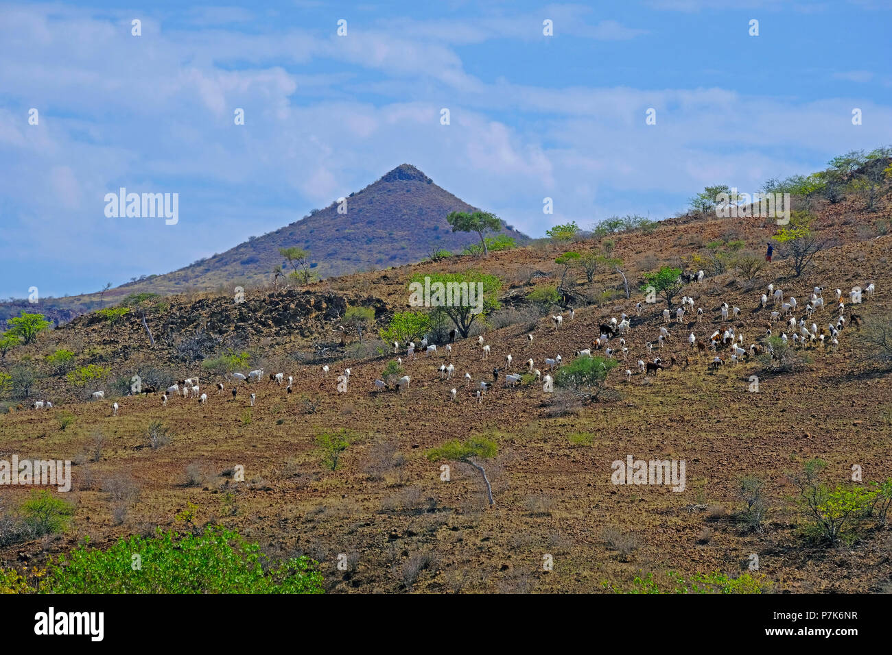 Rocky, erodiert Pebble Landschaft mit großen Herde von Ziegen auf der spärlich bewachsenen Berghang in Namibia Damaraland Stockfoto