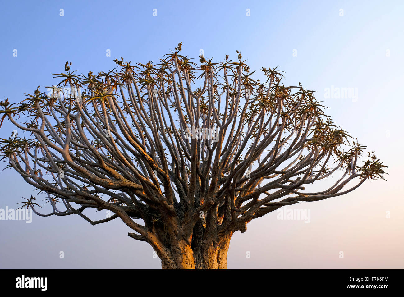 Breite baumkrone einer köcherbaum mit Samenkapseln im Abendlicht in der südlichen Kalahari in Namibia Stockfoto