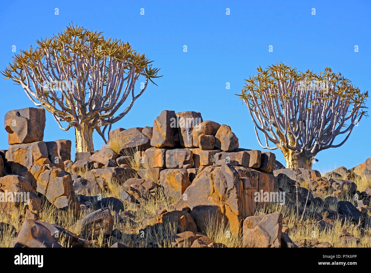 Köcherbäume in der felsigen Landschaft mit Überragte Rocky quadratischen Steinen in der südlichen Kalahari in Namibia Stockfoto