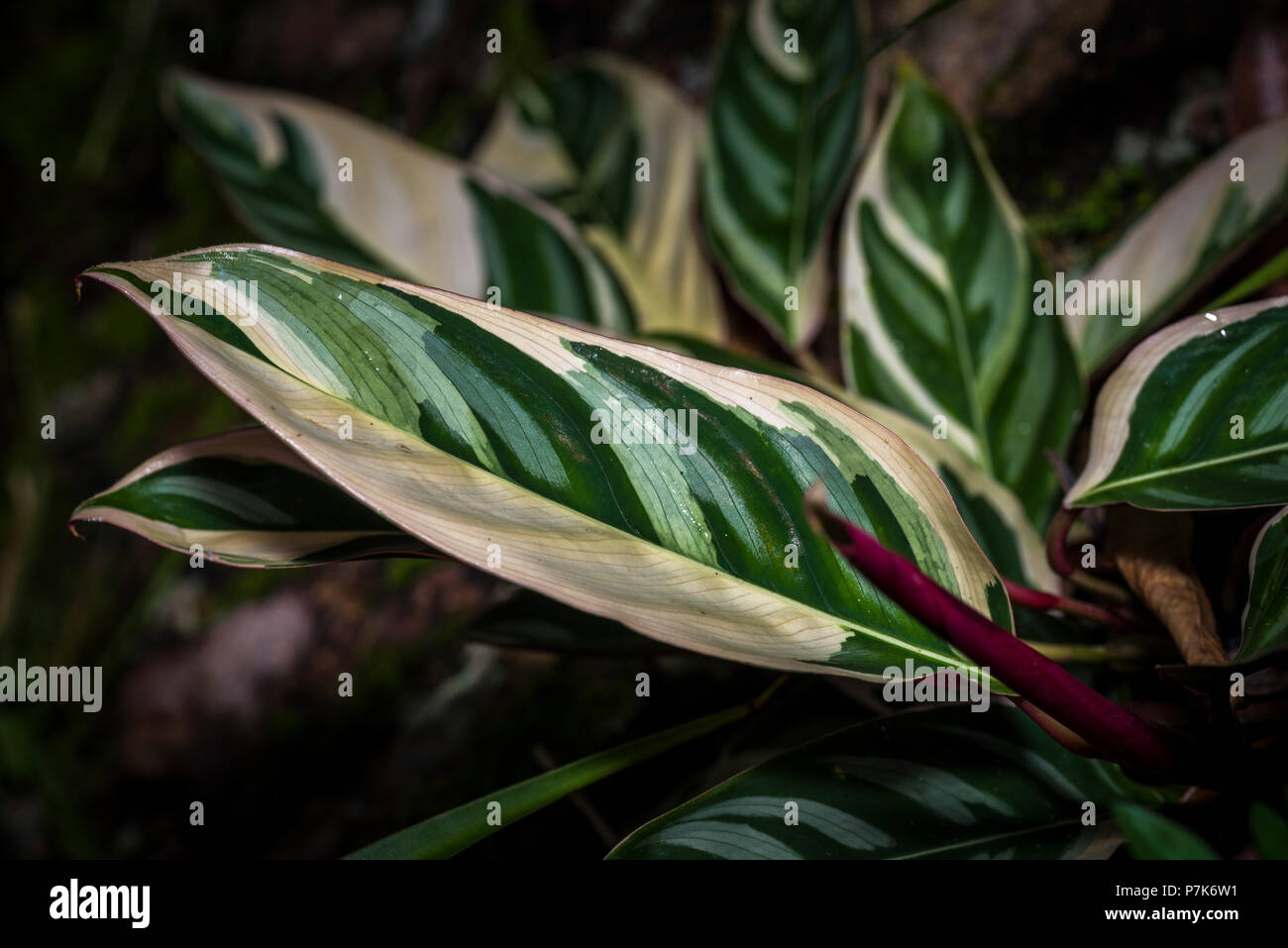 Schöne malerische suchen Mehrfarbige verlassen Stockfoto