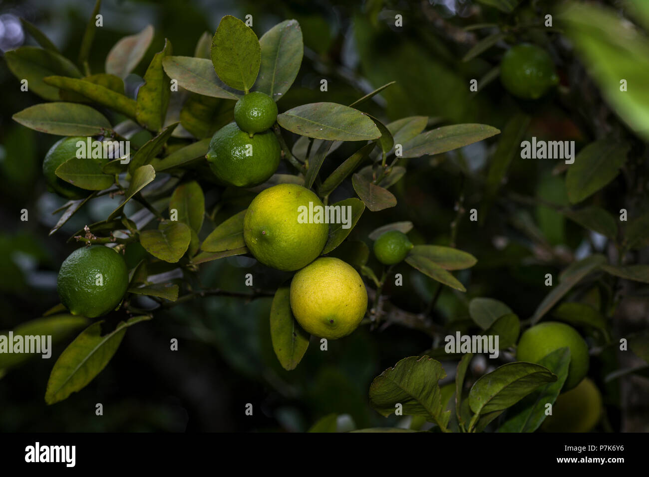 Grüne Limone Früchte an einem Baum Stockfoto