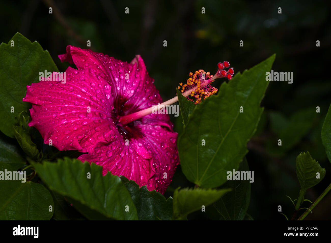 Red Hibiscus flower mit Regen fällt im Garten Stockfoto