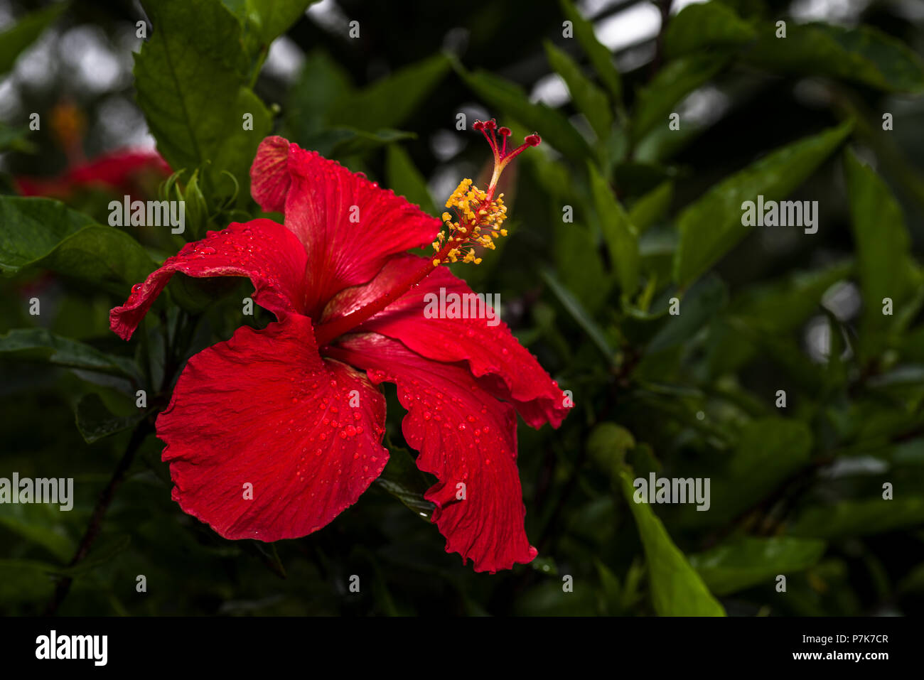 Red Hibiscus Blume im Garten Stockfoto