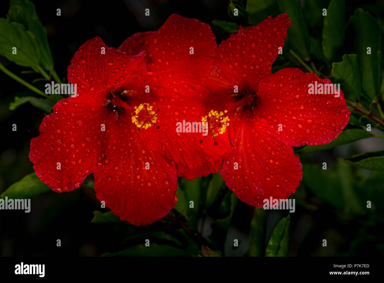 Red Hibiscus flower mit Regen fällt im Garten Stockfoto