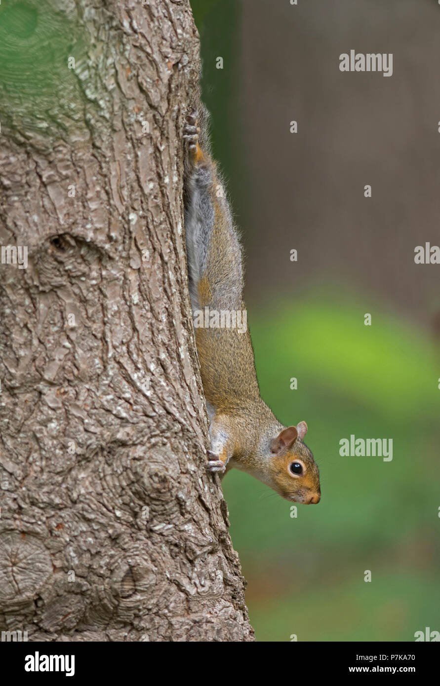 Eine östliche Grauhörnchen (Sciurus carolinensis) decends ein Baum auf Cape Cod, Massachusetts, USA Stockfoto