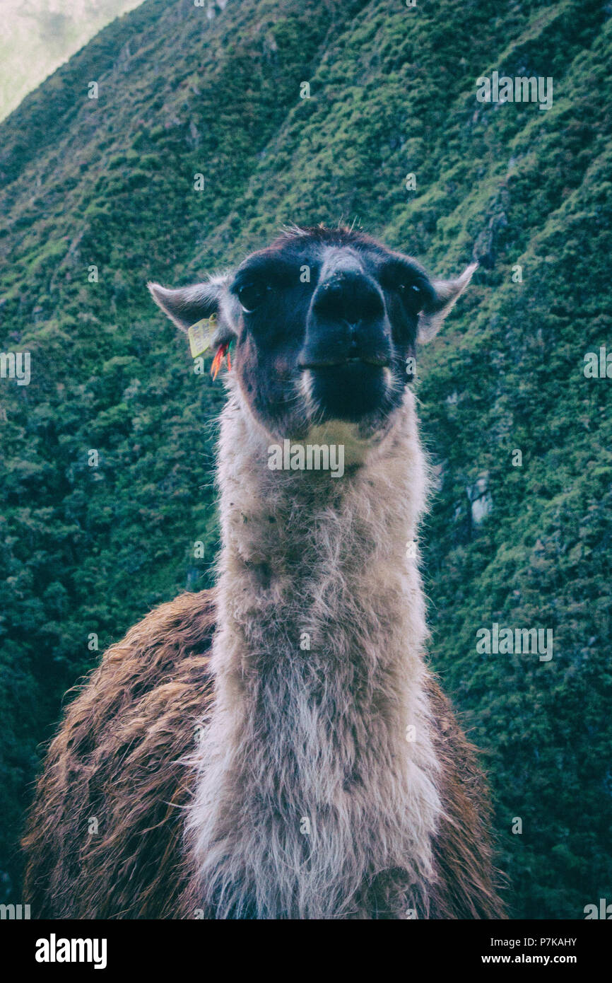 Auch Einsame Lama Alpaka Essen Auf Alten Inka Landwirtschaft Terrasse Auf Dem Inka Trail Nach Machu Picchu Peru Sudamerika Keine Menschen Stockfotografie Alamy