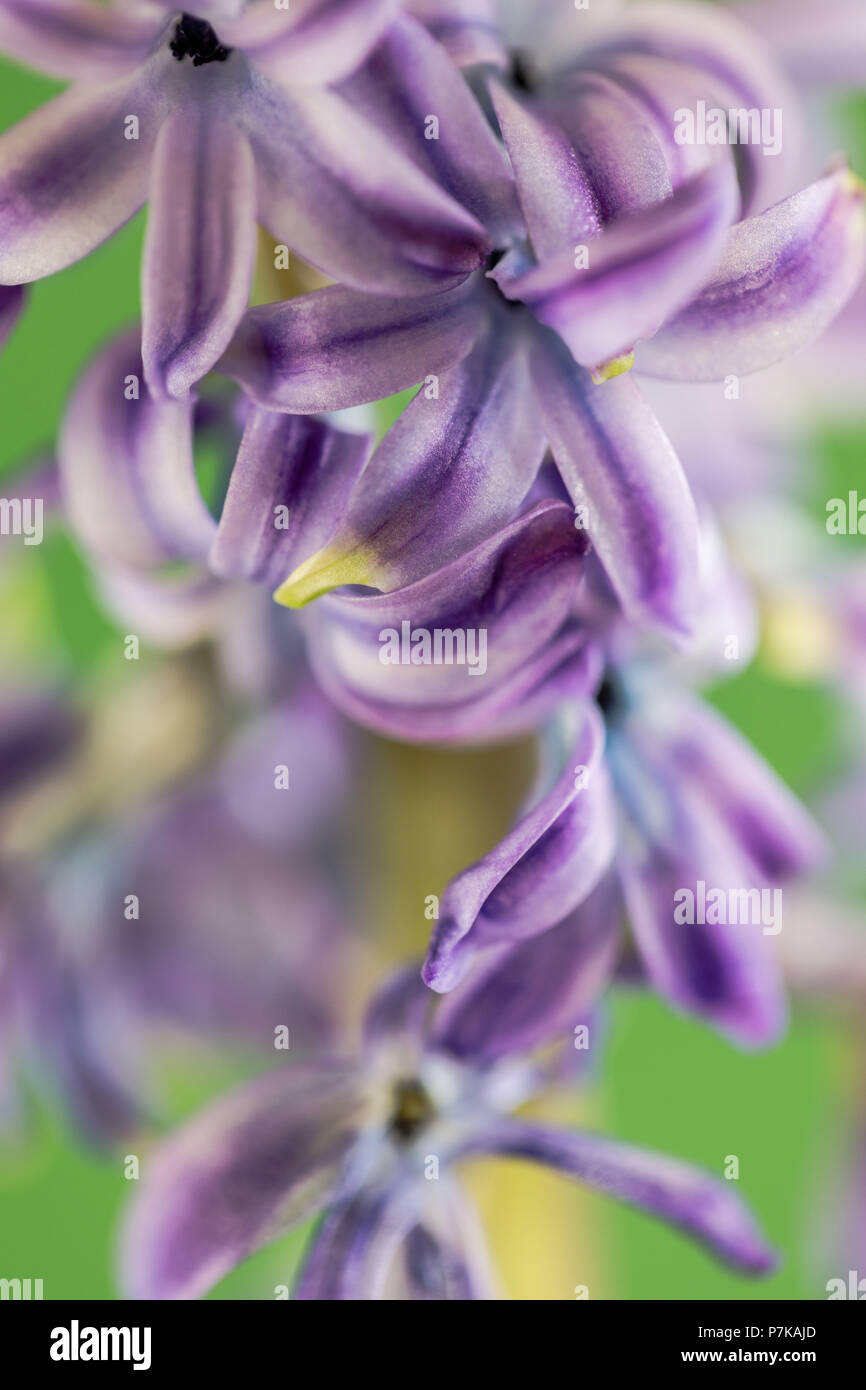 Nahaufnahme einer lila Hyazinthe Stockfoto
