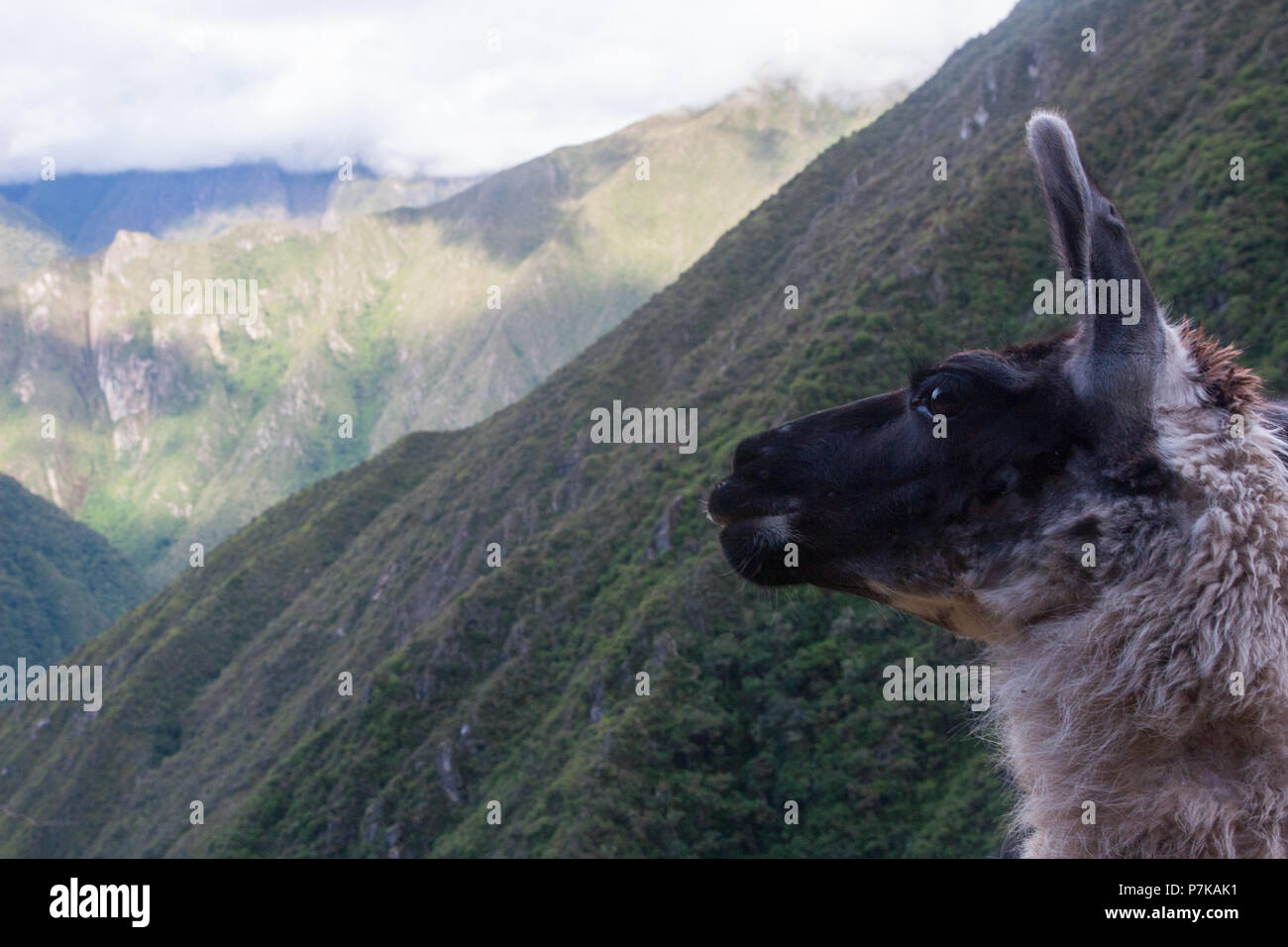 Auch Einsame Lama Alpaka Essen Auf Alten Inka Landwirtschaft Terrasse Auf Dem Inka Trail Nach Machu Picchu Peru Sudamerika Keine Menschen Stockfotografie Alamy