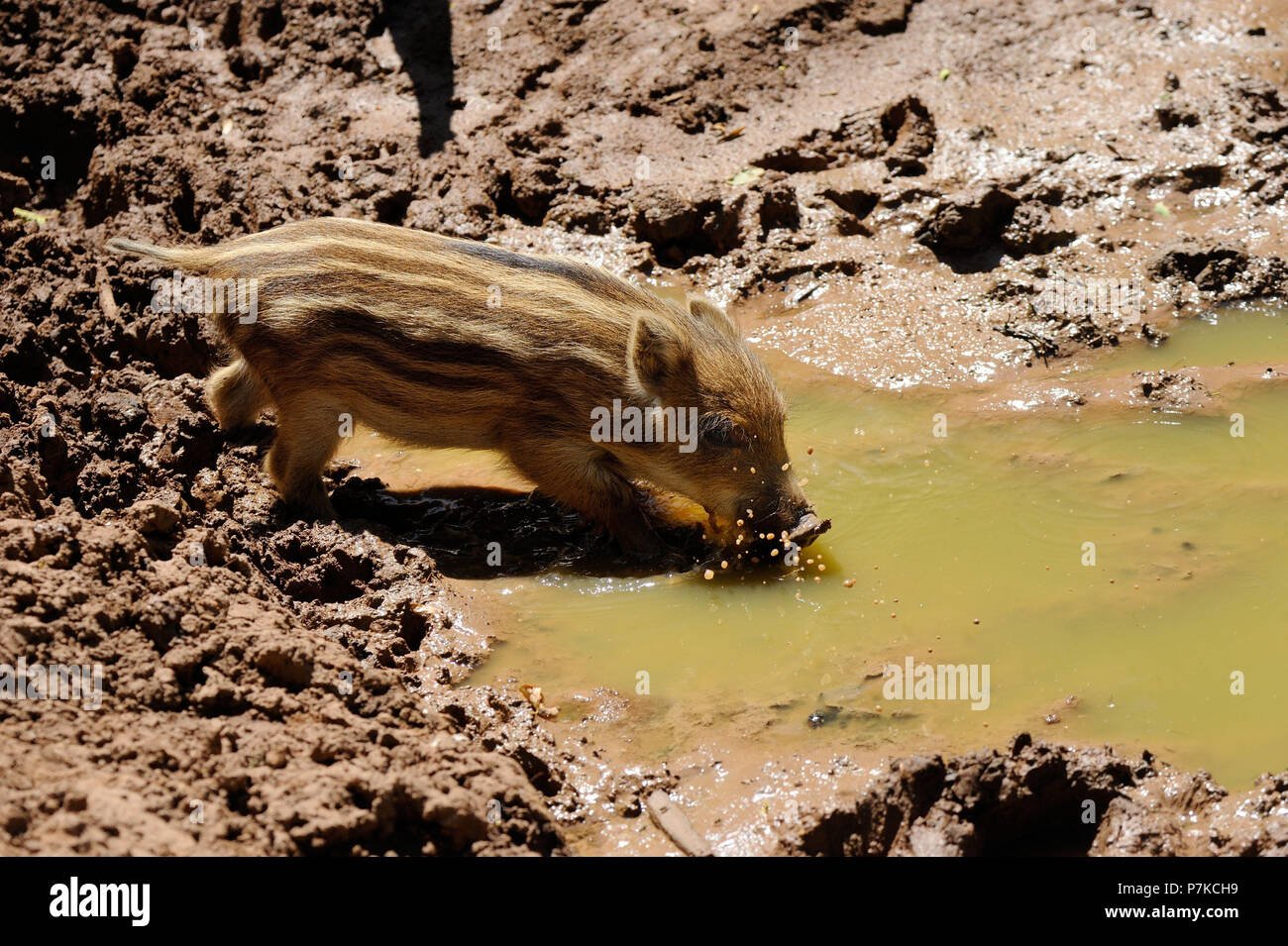 Eber Ferkel im wälzen Stockfoto