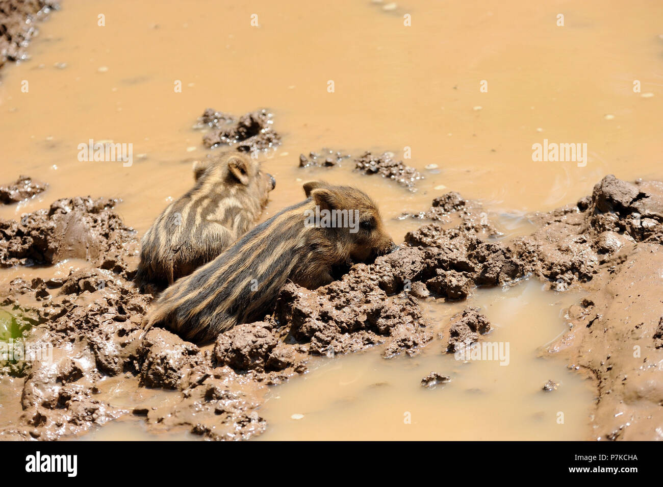 Eber Ferkel im wälzen Stockfoto