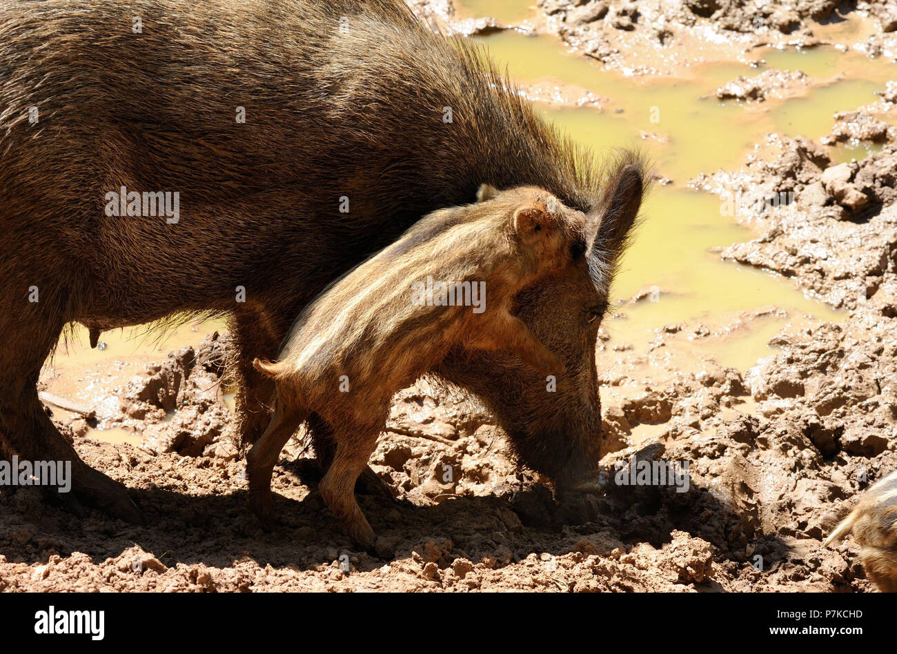 Wildschweine Stockfoto