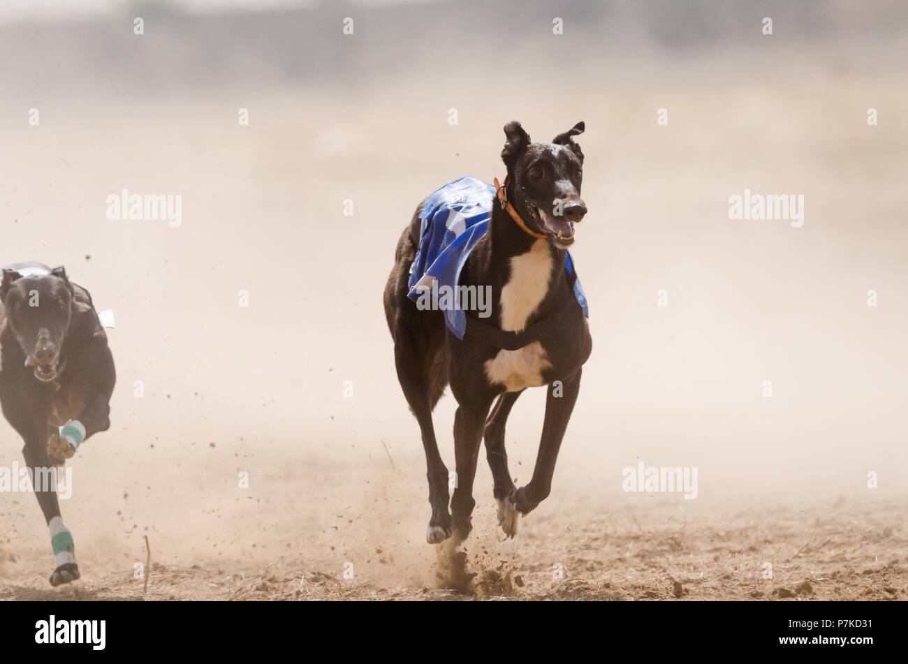 Windhund mit voller Geschwindigkeit während eines Rennens Stockfoto