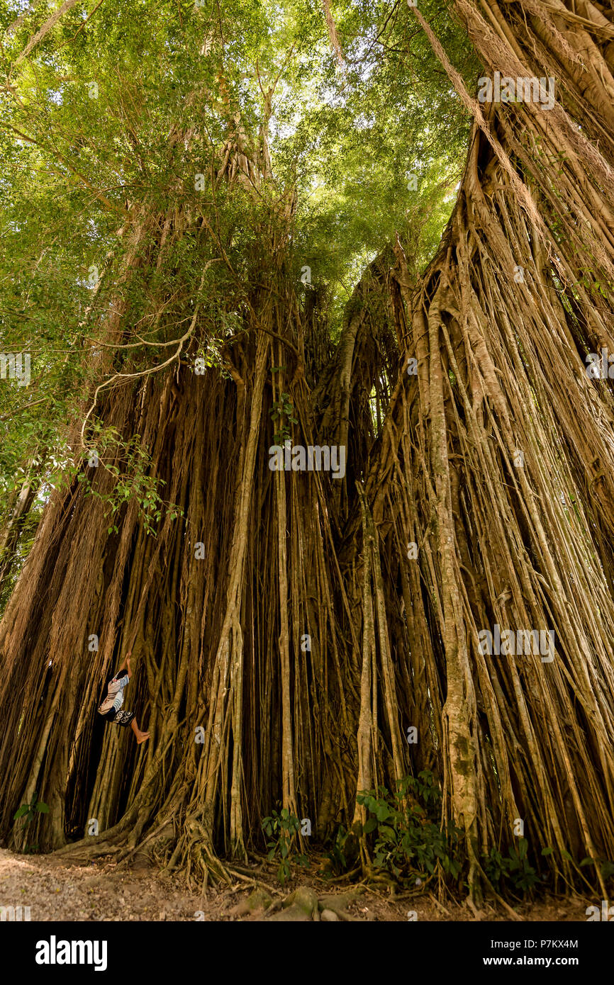 Kinder spielen in einem Banyan Tree Stockfoto