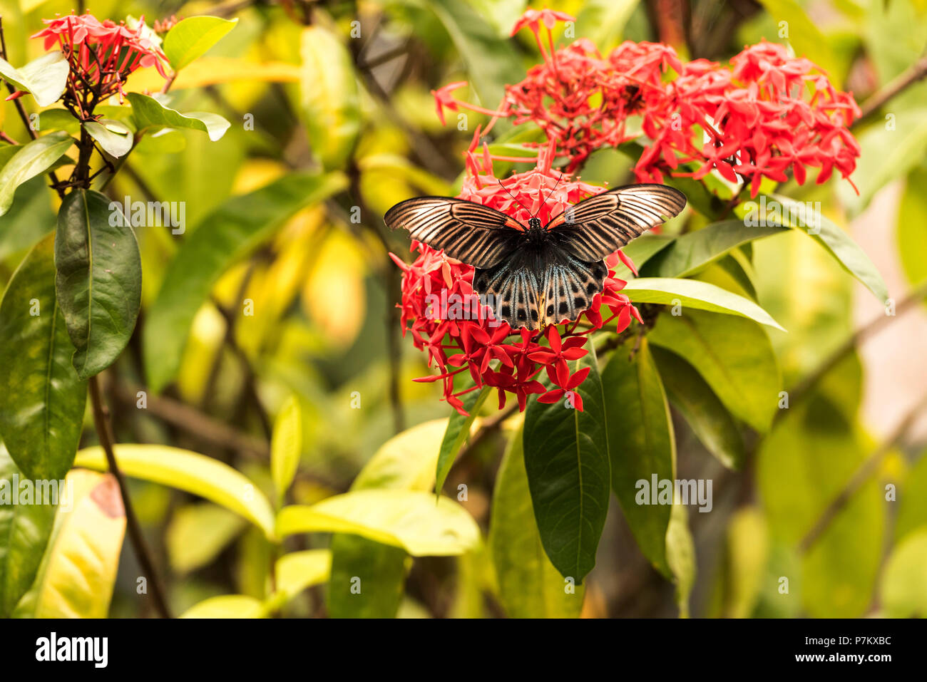 Mormone Schmetterling auf dem banyak Inseln Stockfoto
