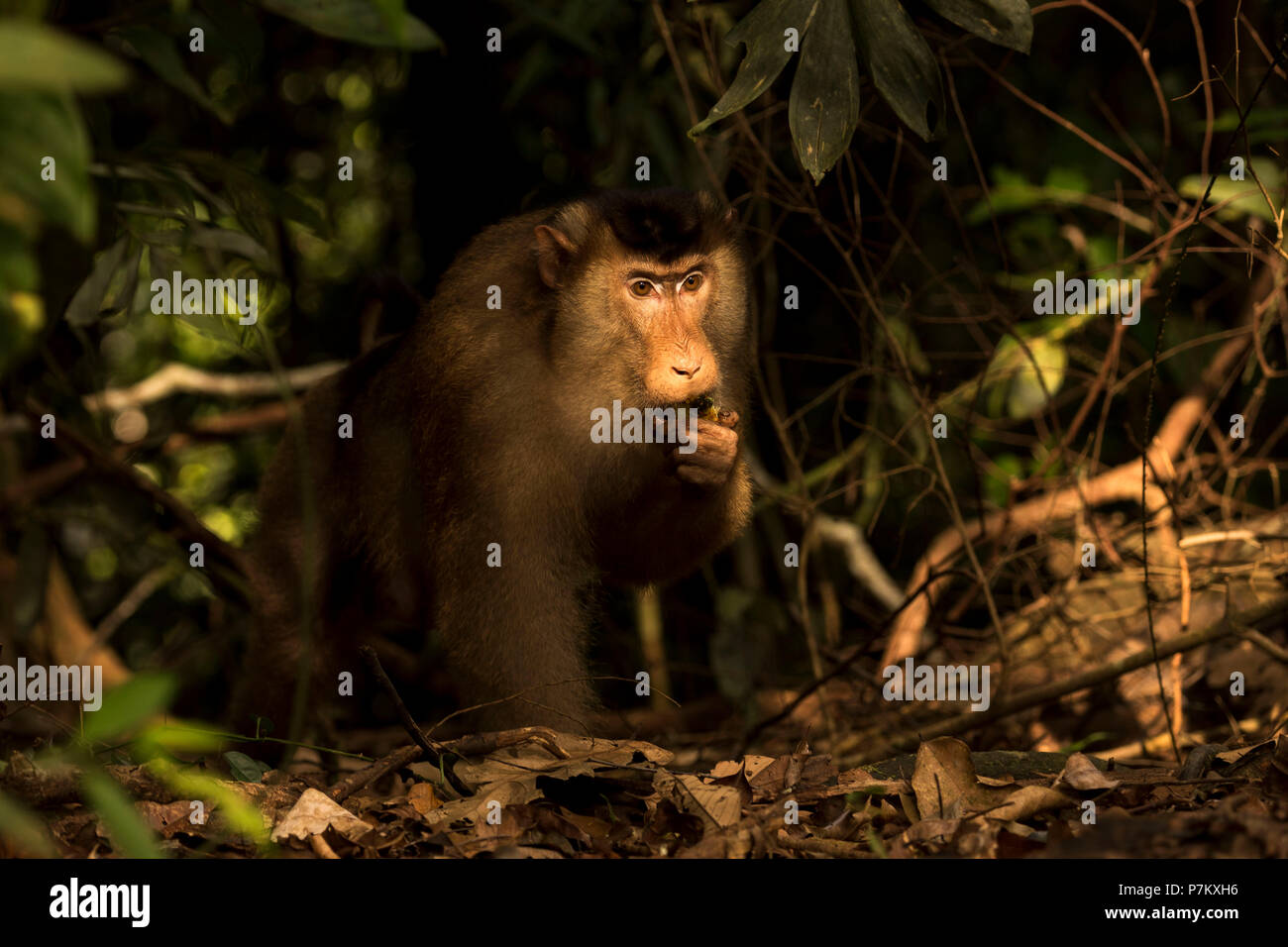 Südliche Schwein-tailed macaque Stockfoto