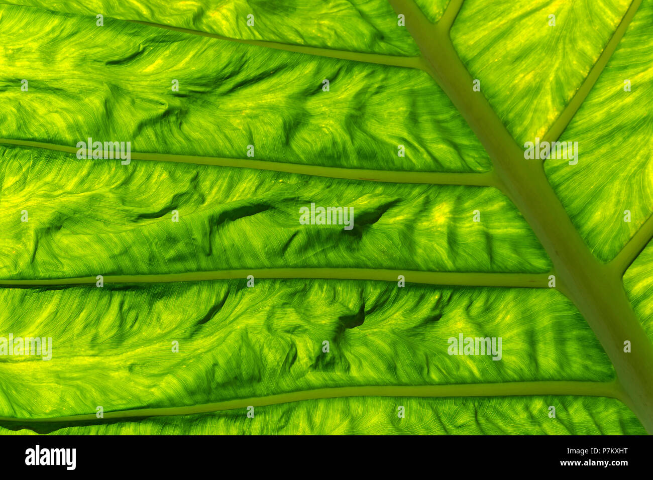 Blatt Struktur einer Pflanze, Taro taro Leaf Stockfoto