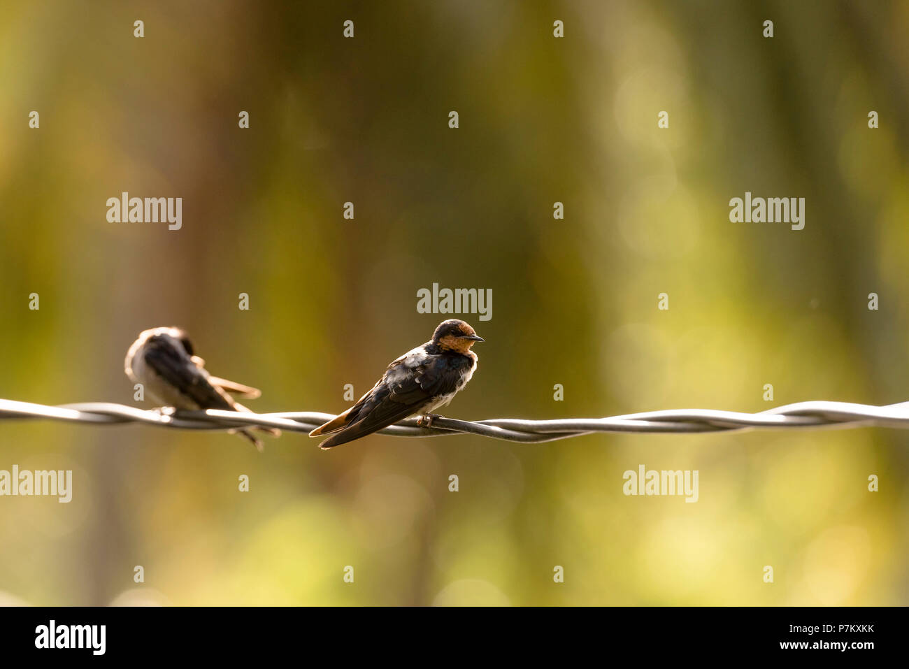 Indonesische swift Stockfoto