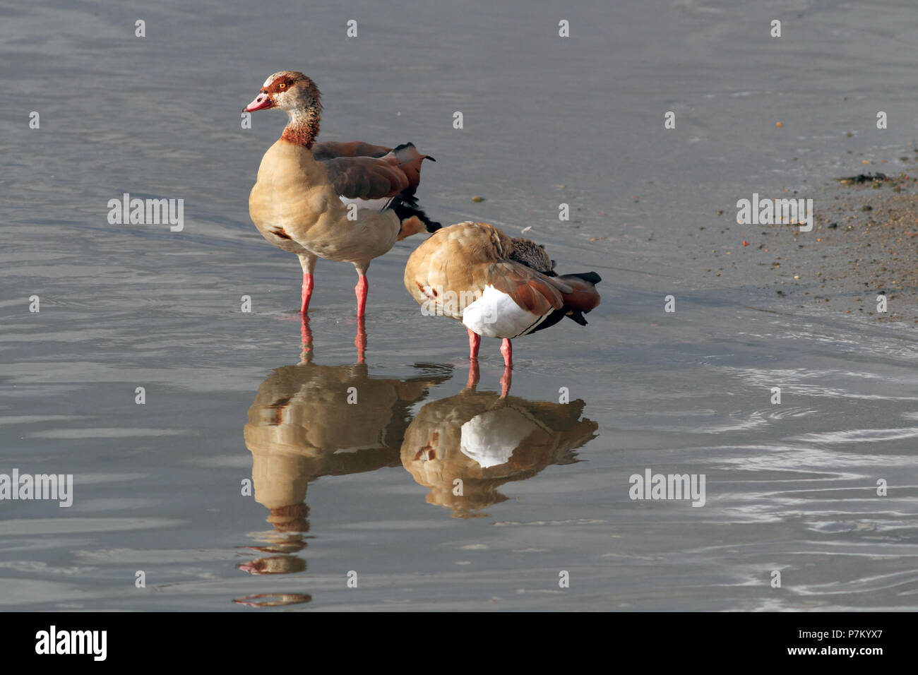 Gans Ägypten in den Fluss Douro in Portugal - obwohl in Portugal exotische hat von Zeit zu Zeit gesehen worden, hier und da, vor allem in den estuarie Stockfoto