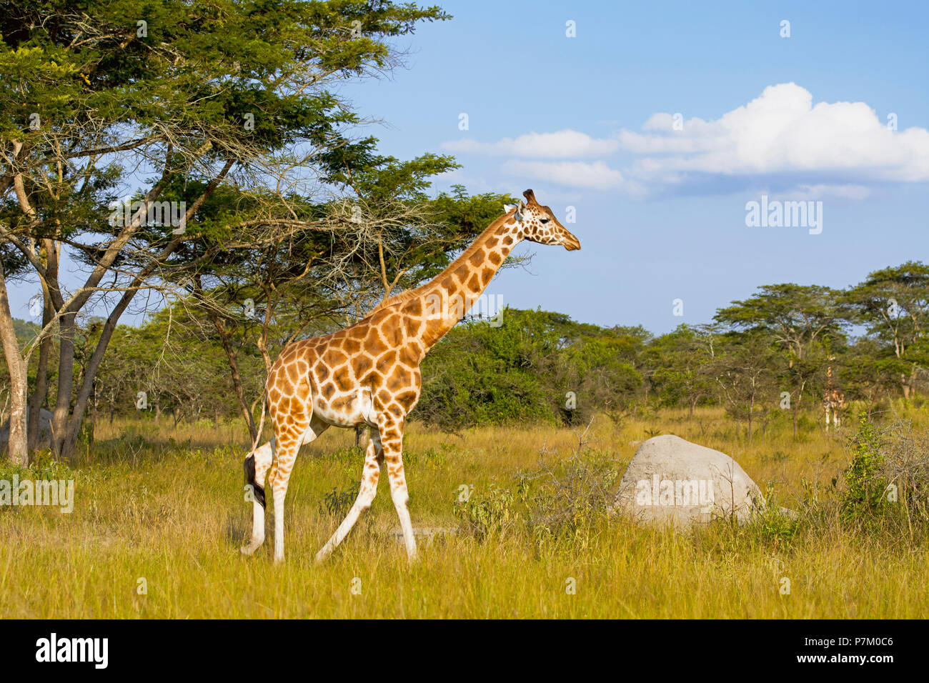 Giraffe im Queen Elizabeth National Park, Uganda, Ostafrika Stockfoto