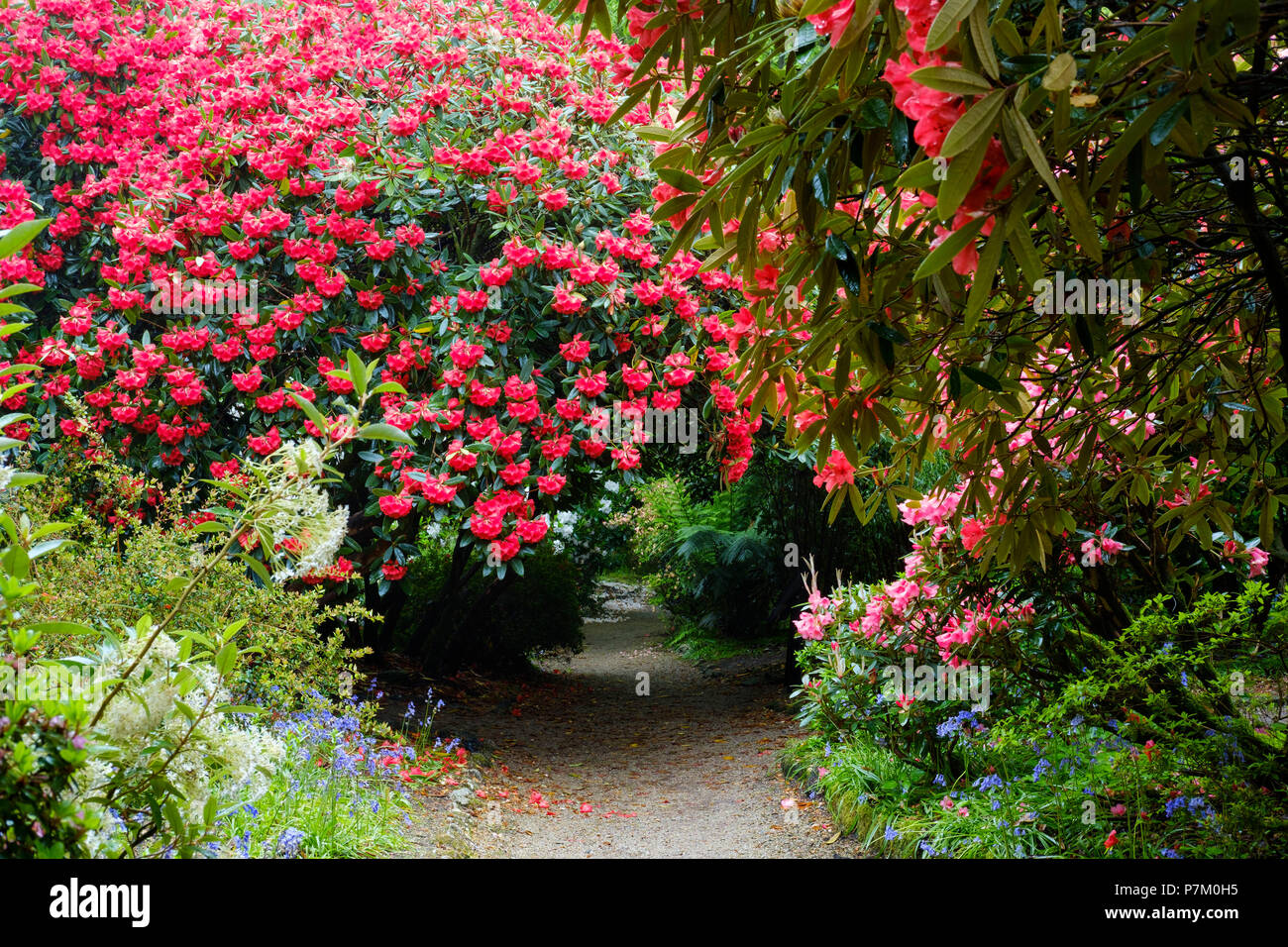 Blhender farnbaum -Fotos und -Bildmaterial in hoher Auflsung  Alamy