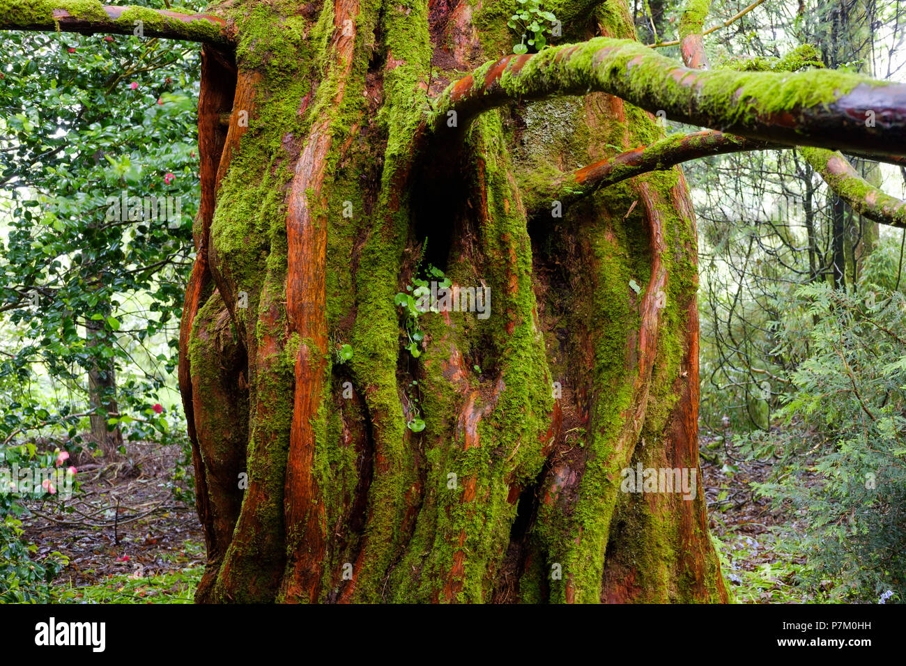 Dawn Redwood (Metasequoia glyptostroboides), Trewidden Garten, von Penzance, Cornwall, England, Großbritannien Stockfoto