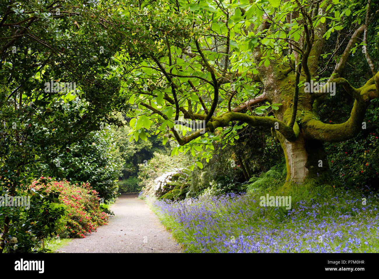 Trewidden Garten, von Penzance, Cornwall, England, Großbritannien Stockfoto