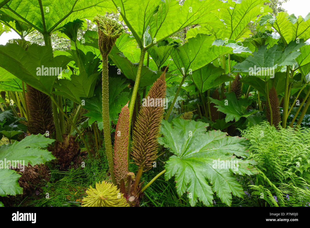 Die Blätter und Blüten der Dinosaurier essen oder riesige Rhabarber (Gunnera manicata), Trewidden Garten, von Penzance, Cornwall, England, Großbritannien Stockfoto