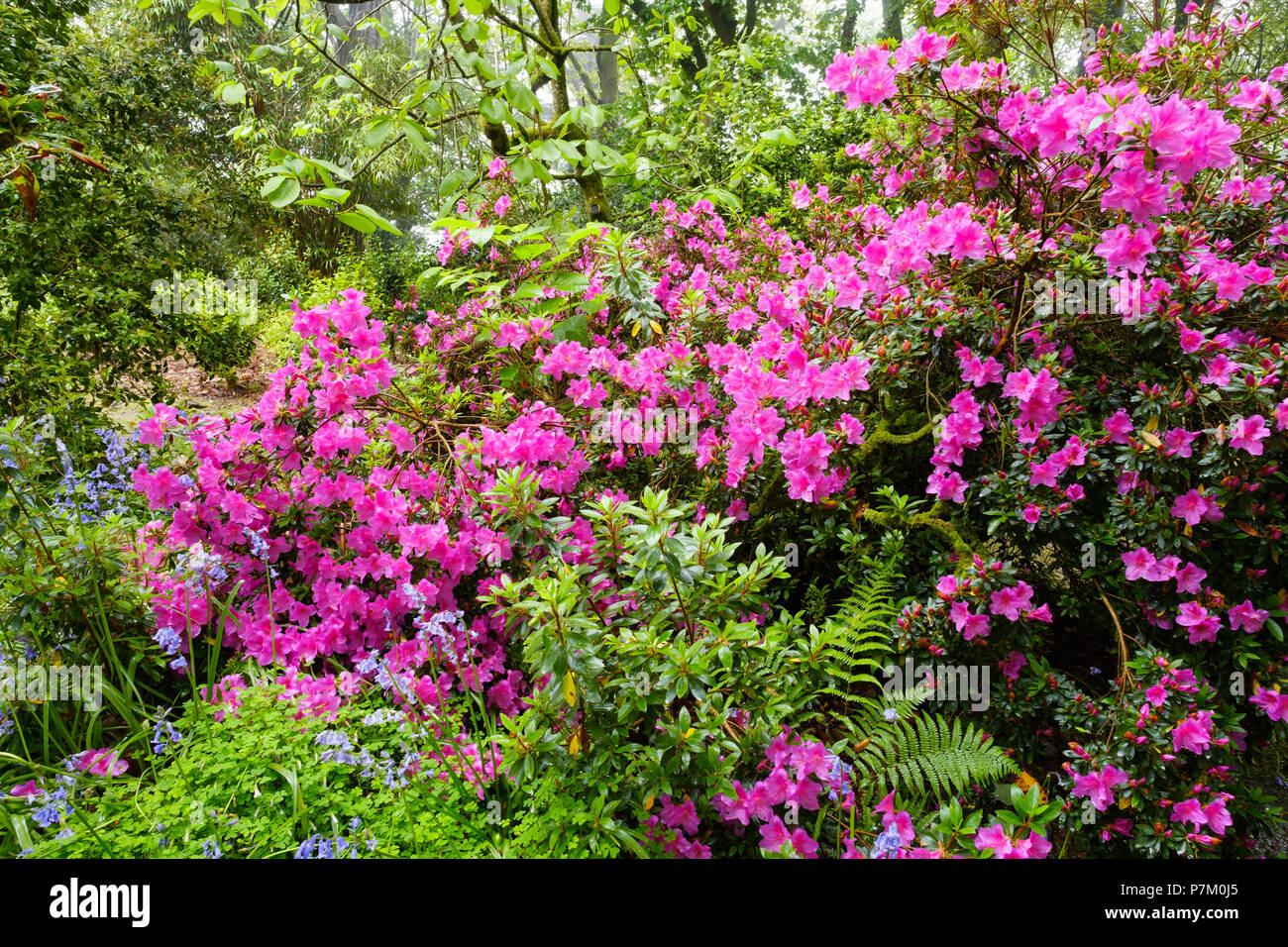 Blühende Rhododendron, Trewidden Garten, von Penzance, Cornwall, England, Großbritannien Stockfoto