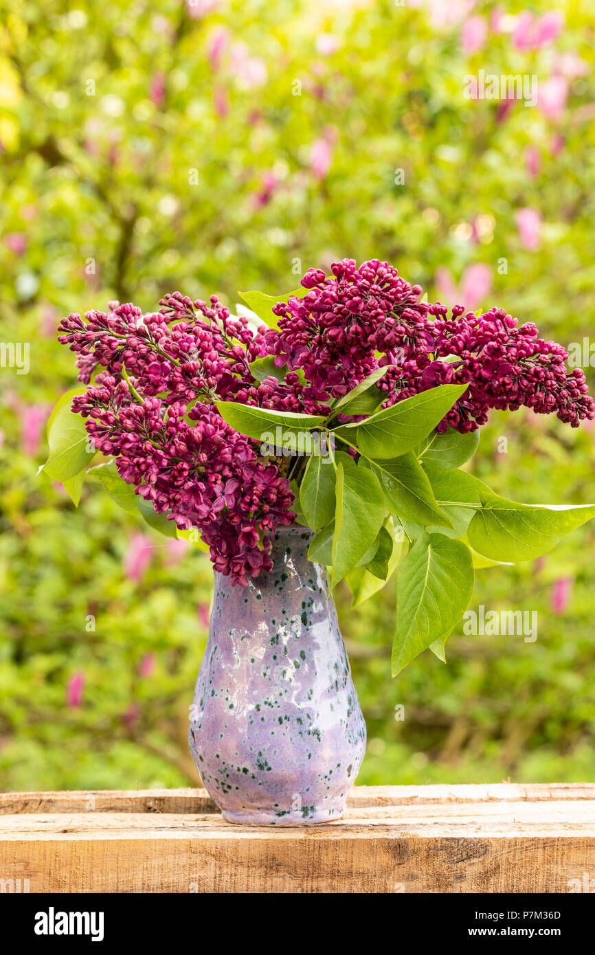 Der Frühling noch leben, Flieder in der Vase, Blumenschmuck Stockfotografie