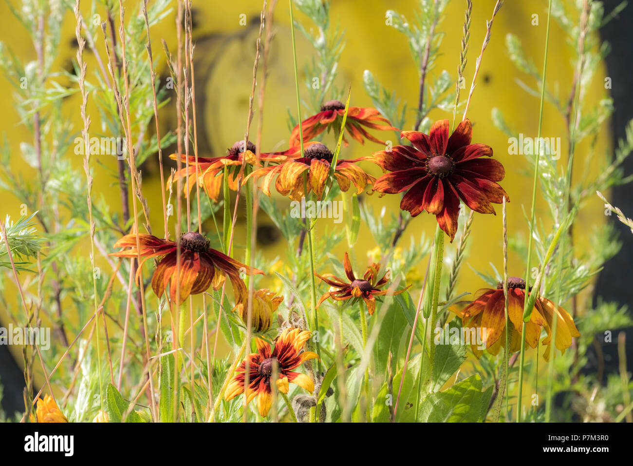 Rote Blüten mit Traktor Reifen im Hintergrund Stockfoto