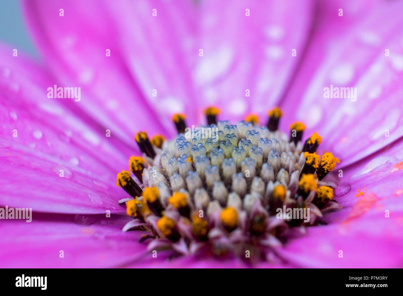 Blüte von einem Kap daisy Nach dem Regen Stockfoto