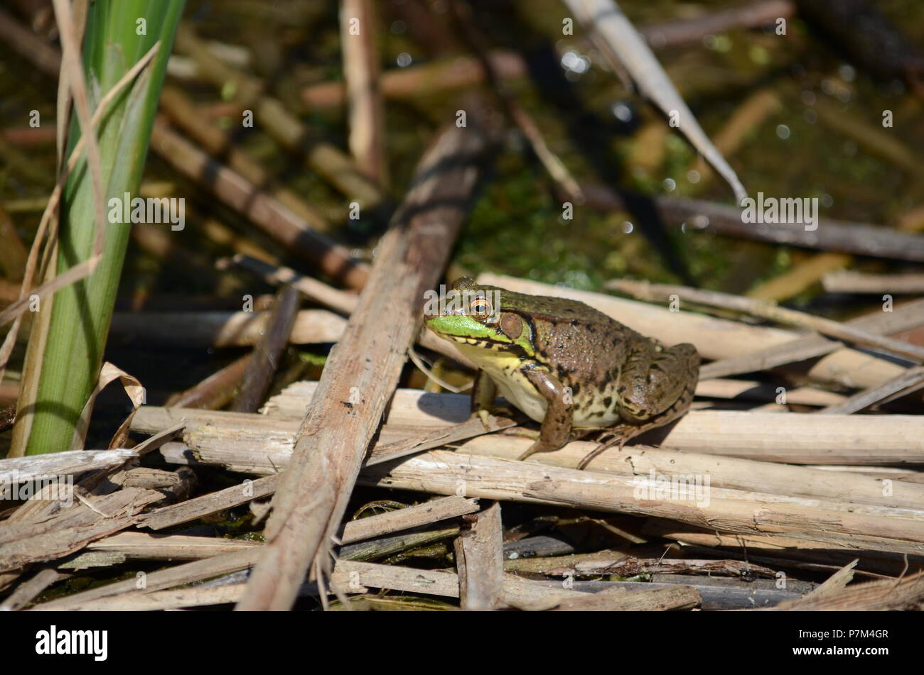 Green Frog, männlich, mit gelben Kehle während der Brutzeit in Ontario, Kanada. Stockfoto