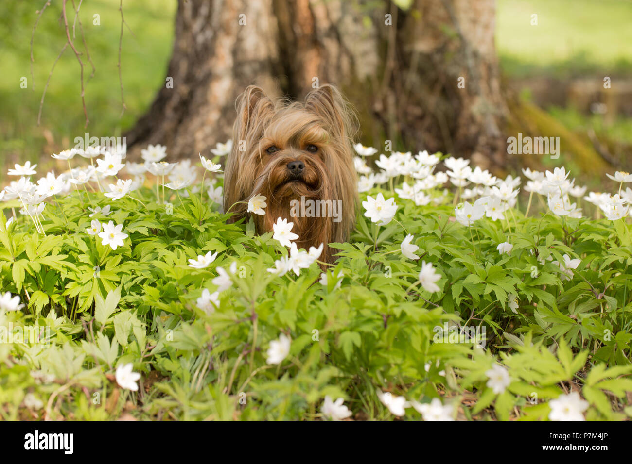Kleiner Hund sitzt inmitten von Wildblumen, Anemone officinalis Stockfoto