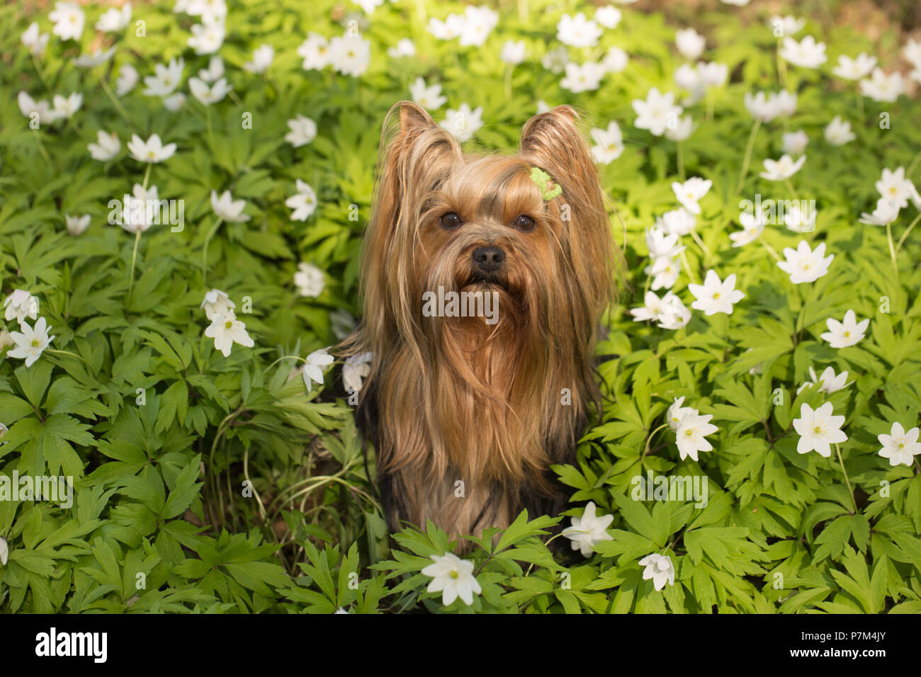 Kleiner Hund sitzt in der Mitte des weissen Anemonen, Yorkshire Terrier Stockfoto